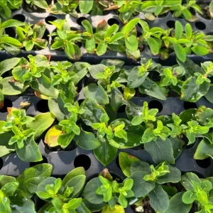 Hypericum Globo Champagne Live Starter Plant – Well-Rooted, 1-3