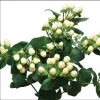 Hypericum Globo Champagne Live Starter Plant – Well-Rooted, 1-3" Tall - Image 1