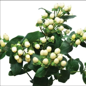 Hypericum Globo Champagne Live Starter Plant – Well-Rooted, 1-3