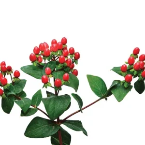 Hypericum Ruby Globo Live Plant - Starter Plug, 1-3