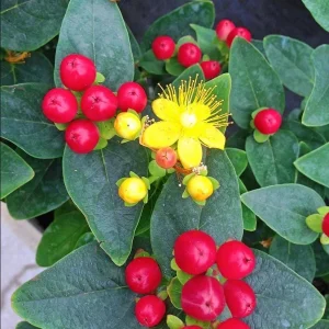 Hypericum Ruby Globo Live Plant - Starter Plug, 1-3