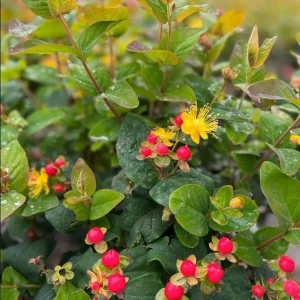 Hypericum Ruby Globo Live Plant - Starter Plug, 1-3