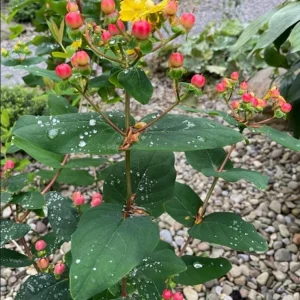 Hypericum Ruby Globo Live Plant - Starter Plug, 1-3