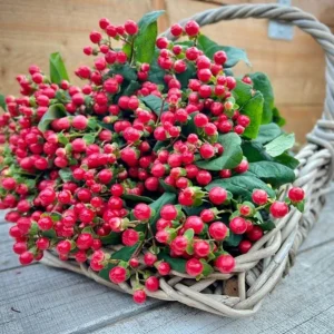 Hypericum Ruby Globo Live Plant - Starter Plug, 1-3