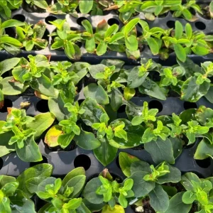 Hypericum Ruby Globo Live Plant - Starter Plug, 1-3
