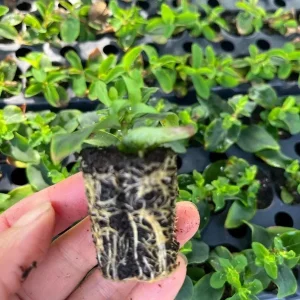 Hypericum Ruby Globo Live Plant - Starter Plug, 1-3