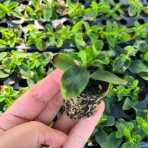 Hypericum Ruby Globo Live Plant - Starter Plug, 1-3