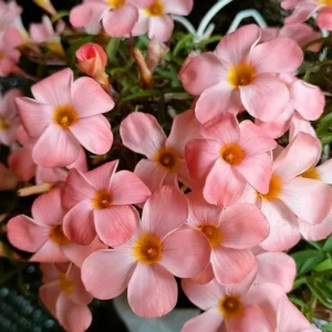 Icing Oxalis Live Starter Plant - Pink Shamrock, 4 Inch Pot for Indoors - Image 2