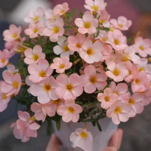 Icing Oxalis Live Starter Plant - Pink Shamrock, 4 Inch Pot for Indoors - Image 4