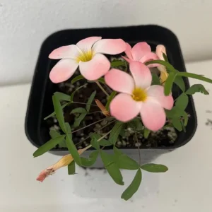 Icing Oxalis Live Starter Plant - Pink Shamrock, 4 Inch Pot for Indoors - Image 5