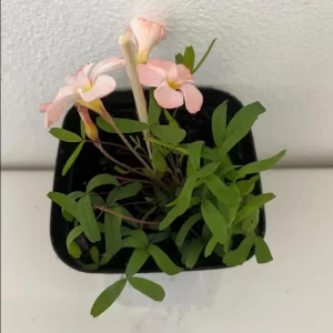 Icing Oxalis Live Starter Plant - Pink Shamrock, 4 Inch Pot for Indoors - Image 6