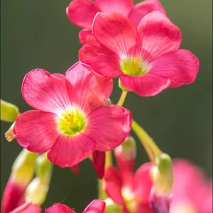 Iron Cross Oxalis Live Plant – Green & Purple Foliage – 4 Inch Pot – Indoor/Outdoor - Image 3