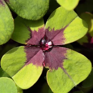 Iron Cross Oxalis Live Plant – Green & Purple Foliage – 4 Inch Pot – Indoor/Outdoor - Image 5
