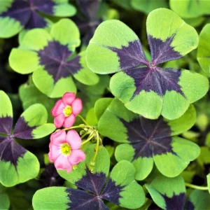 Iron Cross Oxalis Live Plant – Green & Purple Foliage – 4 Inch Pot – Indoor/Outdoor - Image 1
