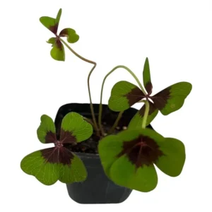 Iron Cross Oxalis Live Plant – Green & Purple Foliage – 4 Inch Pot – Indoor/Outdoor - Image 7