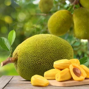 Jackfruit Tree Live Plant – Tropical Fruit Seedling – 8-12 Inch Tall – 4 Inch Nursery Pot – Outdoor - Image 1