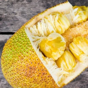 Jackfruit Tree Live Plant – Tropical Fruit Seedling – 8-12 Inch Tall – 4 Inch Nursery Pot – Outdoor - Image 3