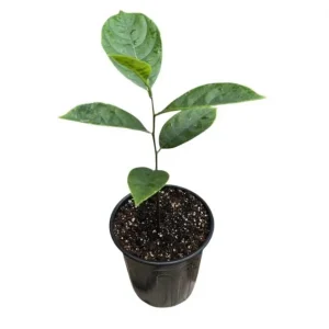 Jackfruit Tree Live Plant – Tropical Fruit Seedling – 8-12 Inch Tall – 4 Inch Nursery Pot – Outdoor - Image 9