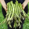 Jersey Supreme Asparagus Bare Roots - Pack of 5 for Planting, 4-8 Inch Tall - Image 1