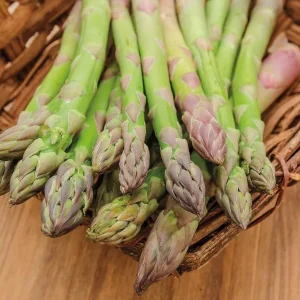Jersey Supreme Asparagus Bare Roots - Pack of 5 for Planting, 4-8 Inch Tall - Image 3