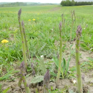 Jersey Supreme Asparagus Bare Roots - Pack of 5 for Planting, 4-8 Inch Tall - Image 4