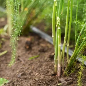 Jersey Supreme Asparagus Bare Roots - Pack of 5 for Planting, 4-8 Inch Tall - Image 7