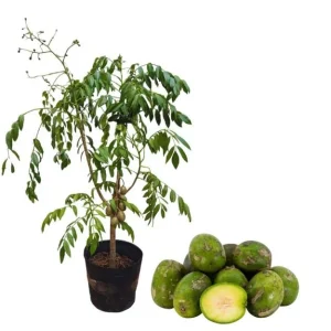 June Plum Tree Live Plant - Spondias Dulcis Tropical Fruit Tree - 2-3 Ft Tall - 3 Gallon Pot - Image 1