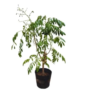 June Plum Tree Live Plant - Spondias Dulcis Tropical Fruit Tree - 2-3 Ft Tall - 3 Gallon Pot - Image 2