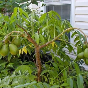 June Plum Tree Live Plant - Spondias Dulcis Tropical Fruit Tree - 2-3 Ft Tall - 3 Gallon Pot - Image 4