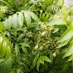 June Plum Tree Live Plant - Spondias Dulcis Tropical Fruit Tree - 2-3 Ft Tall - 3 Gallon Pot - Image 5