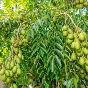 June Plum Tree Live Plant - Spondias Dulcis Tropical Fruit Tree - 2-3 Ft Tall - 3 Gallon Pot - Image 7