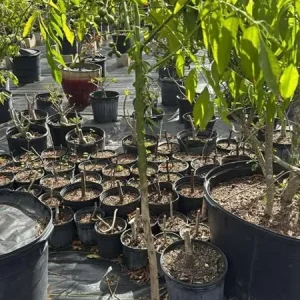 June Plum Tree Live Plant - Spondias Dulcis Tropical Fruit Tree - 2-3 Ft Tall - 3 Gallon Pot - Image 8