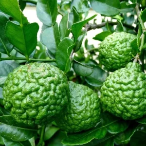 Kaffir Lime Tree Thai Lemon Fruit Grafted Live Plant 4-5 Ft Tall 5 Gallon Pot - Image 2