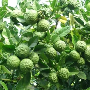 Kaffir Lime Tree Thai Lemon Fruit Grafted Live Plant 4-5 Ft Tall 5 Gallon Pot - Image 3