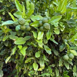 Kaffir Lime Tree Thai Lemon Fruit Grafted Live Plant 4-5 Ft Tall 5 Gallon Pot - Image 4