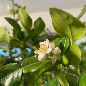 Kaffir Lime Tree Thai Lemon Fruit Grafted Live Plant 4-5 Ft Tall 5 Gallon Pot - Image 5