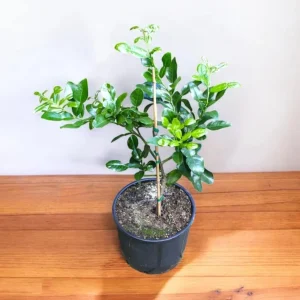 Kaffir Lime Tree Thai Lemon Fruit Grafted Live Plant 4-5 Ft Tall 5 Gallon Pot - Image 6