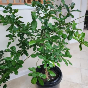 Kaffir Lime Tree Thai Lemon Fruit Grafted Live Plant 4-5 Ft Tall 5 Gallon Pot - Image 7