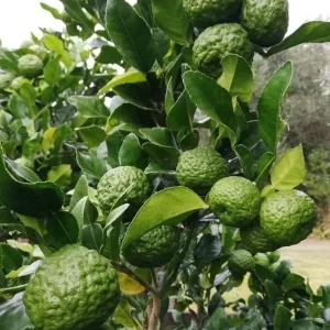 Kaffir Lime Tree Thai Lemon Fruit Grafted Live Plant 4-5 Ft Tall 5 Gallon Pot - Image 8