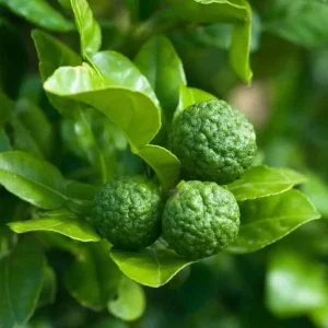 Kaffir Lime Tree Thai Lemon Fruit Grafted Live Plant 4-5 Ft Tall 5 Gallon Pot - Image 1