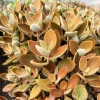 Kalanchoe Orgyalis 'Copper Spoons' Succulent Live Plant – 2 Inch Pot - Image 1