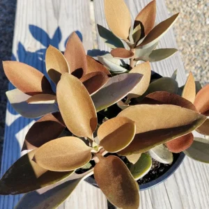 Kalanchoe Orgyalis 'Copper Spoons' Succulent Live Plant – 2 Inch Pot - Image 2
