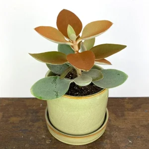 Kalanchoe Orgyalis 'Copper Spoons' Succulent Live Plant – 2 Inch Pot - Image 4
