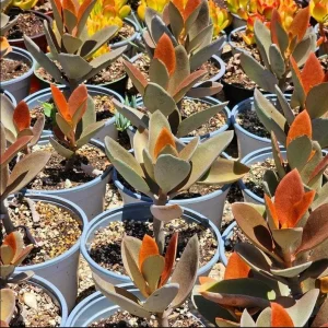 Kalanchoe Orgyalis 'Copper Spoons' Succulent Live Plant - 4 Inch Starter - Image 4