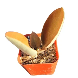 Kalanchoe Orgyalis 'Copper Spoons' Succulent Live Plant – 2 Inch Pot - Image 5