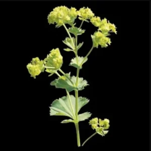 Lady's Mantle Alchemilla Thriller Plugs - Set of 3 Live Plants, 1-3