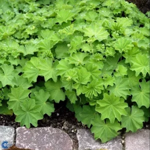 Lady's Mantle Alchemilla Thriller Plugs - Set of 3 Live Plants, 1-3
