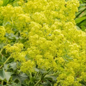 Lady's Mantle Alchemilla Thriller Plugs - Set of 3 Live Plants, 1-3