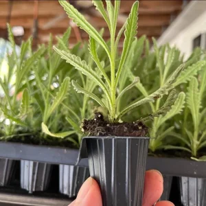 Lavender Goodwin Creek Live Plant Plug - Aromatic Herb Starter - 1