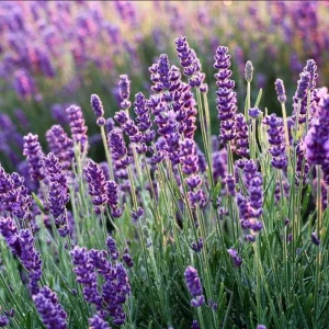 Lavender Goodwin Creek Live Plant Plug - Aromatic Herb Starter - 1